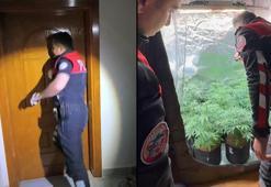 Sarıyer'de uyuşturucu serasına çevrilen eve baskın: Polis kapıyı kırarak açtı