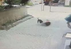 Ataşehir'de Pitbull'un saldırdığı 7 yaşındaki Ahmet'in annesi: Tasması yok, boynunda ipi yok