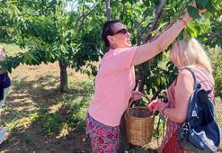 Perihan Savaş, Şarköy'de kiraz hasadına katıldı