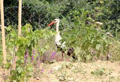 Bahçelerine düşen yaralı leyleğe sahip çıkıp, balıkla beslediler