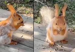 Kızıl sincap, piknikçilerin yanına gelip çekirdek yedi