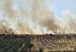 Foça'da ot yangını; 4 hektarlık alan zarar gördü