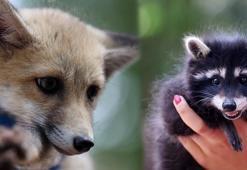 Hayvan kreşinde bakılan Venüs ve Latte büyüyor