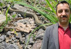 Prof. Dr. Bülbül: Yılanları rahatsız edici hareketlerden kaçınmalıyız