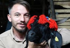 Keçi inadı, Şanslı’yı hayatta tuttu; kurbanlığını kesmeye kıyamadı