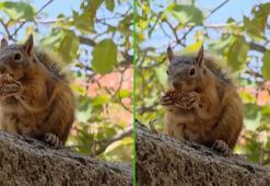 Sincabın bayram kömbesi yediği anlar kamerada