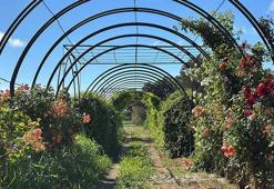 'Koku tüneli'nden geçenler, güzel hava soluyup, çeşit çeşit bitki tanıyor