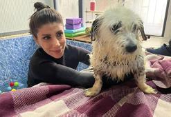 Felç kalınca terk edilen köpek 'Kırpık'a yuva aranıyor