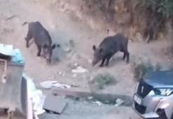 Hatay'da aç kalan yaban domuzları yerleşim alanına indi; o anlar kamerada