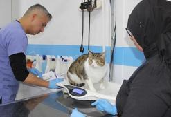 Hayvan tedavilerinde 'yapay zeka' desteği