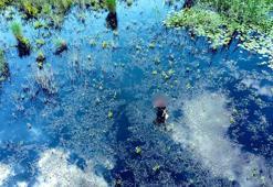 Sülük toplarken sazlıkta kayboldu