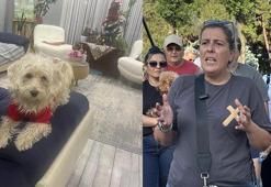 Köpek otelinden kaçan Tarçın, çevre yolunda ölü bulundu