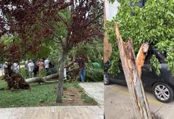 Siirt'te şiddetli rüzgar; otobüs durağı ve ağaçlar devrildi, çatılar uçtu
