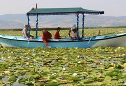 Işıklı Gölü’nde 'nilüfer' turizmi