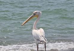 Göç yolunda tek başına kalan ak pelikan, görüntülendi