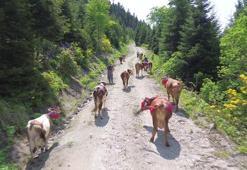 Karadeniz’de türkülü manili renkli yayla göçü