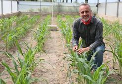 Mısırda kuraklığa dayanıklı tür ıslahında başarı