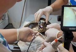 Muğla'da yaralı caretta caretta bulundu