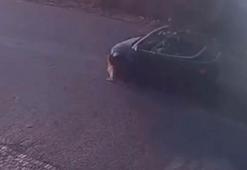 Büyükçekmece'de otomobilin köpeğe çarptığı anlar kamerada