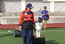 9 ülkeden 27 arama kurtarma köpeği İstanbul'daki şampiyonada