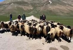 Yabancı çobanlara çalışma izni başvuruları başladı