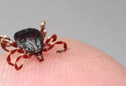 DKMP, kene ile mücadele kapsamında doğaya keklik ve sülün bırakacak