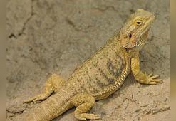 İnternetten 'sakallı ejder' satışına 60 bin 187 lira ceza