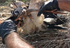 Aydın'da ayağına ip dolanan yavru leylek kurtarıldı