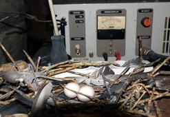 Güvercin radyo vericisine yuva yapınca, 30 bin tl masraf edip yeni verici aldı