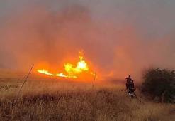 Orman personeli, yangından etkilenen oluklu kertenkeleyi su vererek serinletti
