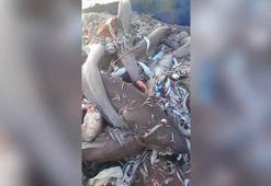 Açıkta yakalanan köpek balıklarının görüntüleri sosyal medyada paylaşıldı, turizmciler mağdur oldu