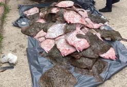 Samsun açıklarında kaçak olarak avlanan 6 ton kalkan balığı ele geçirildi