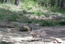 Yaban hayvanları fotokapanlara yansıdı