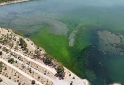 İzmir'de lagünü deniz yosunları kapladı