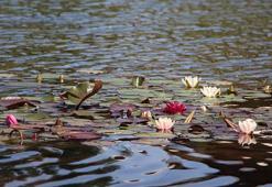 Gölcük Tabiat Parkı'nda nilüfer çiçeğini koparmanın cezası 557 bin lira