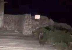 Yavru bozayı bu kez limanda görüntülendi