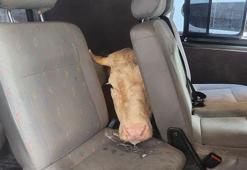 Sahibini dolandırıp 155 TL’ye aldıkları ‘Yıldız’ isimli ineği hafif ticari araçla taşıdılar