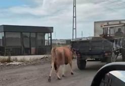 Traktörün arkasına bağladığı ineği sürükleyerek götürdü