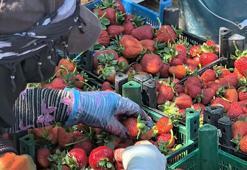 Kurşunlu Çileği'nde rekoltede hedef; 10 bin ton