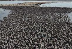 İzmir Kuş Cenneti, yaklaşık 13 bin flamingo yavrusuna ev sahipliği yapıyor