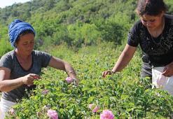 Isparta’da 'gül hasadı' turizmi