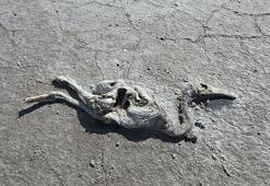 Tuz Gölü'nde 2 bin yavru flamingo öldü