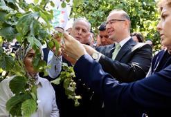 Giresun'da kokarcaya karşı 'samuray arı'lar salındı