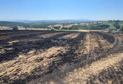Sakarya'da 150 dönümlük buğday ve arpa tarlası yandı