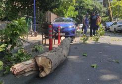 Beşiktaş'ta tarihi çınarın kuruyan kolu park halindeki otomobilin üzerine düştü
