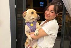 Aydın'da şiddet gören 'Hayat', Almanya'da yeni yuvasına kavuştu