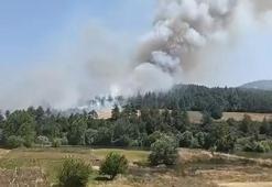 Bursa'da orman yangını