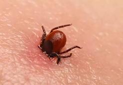 Yaz aylarında hayvanlar için ‘kene’ tehlikesi