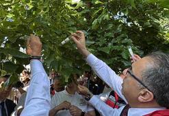 Ordu'da kahverengi kokarca ile mücadele kapsamında doğaya 245 bin 'samuray arısı' salınacak