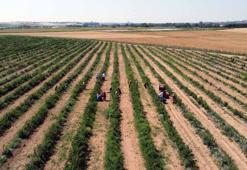 Edirne'de yaban mersini hasadı, don nedeniyle verim kaybıyla başladı